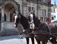 Horse Tram In Delft, Holland