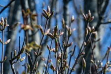 Buds On Flowering Tree