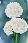 Carnation Bouquet Watercolor