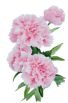 Pink Carnation Cutout