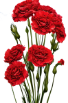 Red Carnation Cutout