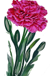 Pink Carnation Cutout