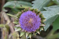 Artichoke Flower