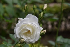 White Rose In Full Bloom