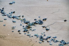 Mussel Shells On Damp Sand