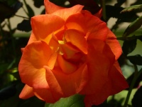 Orange Rose Isolated