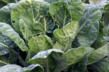 Cabbage Leaves Vegetable Garden