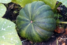 Pumpkin Vegetable Garden Harvest