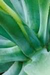 Large Agave Detail