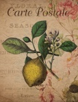 Lemons Vintage Floral Postcard