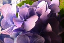 Lilac Colored Hydrangea Florets
