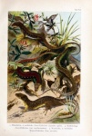 Lizards Vintage Art Poster