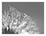 Dandelion Blowball Blossom Flower
