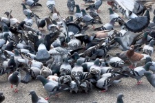 Many Pigeons