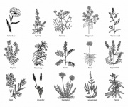 Medicinal Herbs Plants Clipart
