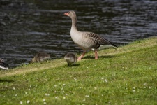 Mother And Child Goose