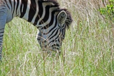 Muzzle Of Grazing Zebra Onscured