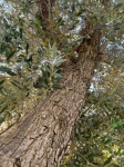 Olive Tree Detail