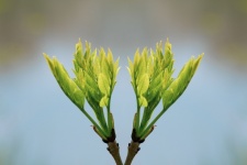 Budding Plant, Green Leaves