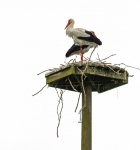 Stork Nest, Bird
