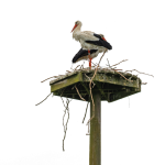 Stork Nest, Bird, Png
