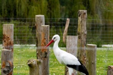 Stork, Bird, Ciconia Ciconia