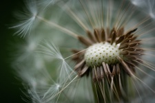 Dandelion, Flower Seeds, Fluff