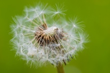 Dandelion Withered Flora