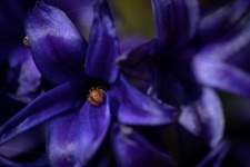Purple Flower, Spider, Insect