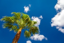Palm Tree Against Sky