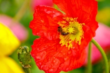 Poppy Flower And Bee