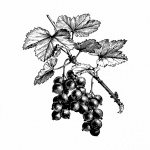 Red Currants Line Art