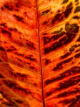 Red Leaf Detail