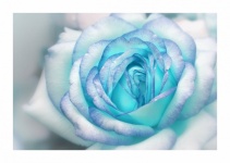 Rose Flower Blue Blossom
