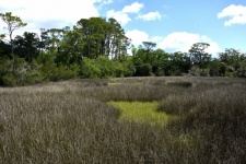 Scenic View Of Marshland