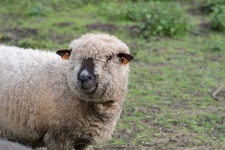 Sheep, Hampshire, Mammal