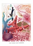 Sea Life Barrier Reef Poster