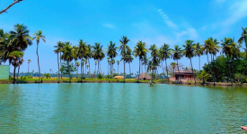 Serene Coconut Grove Along A River