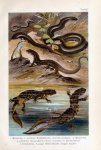 Snakes Vintage Art Poster