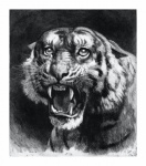 Tiger Big Cat Vintage Art
