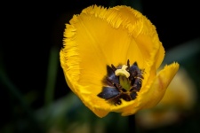 Yellow Tulip, Flower, Flora