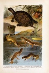 Turtle Vintage Art Poster