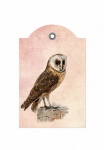 Vintage Barn Owl Label
