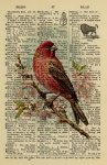 Vintage Bird Dictionary Page
