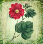 Vintage Floral Illustration Art