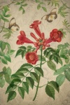 Vintage Floral Art Illustration