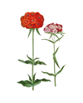Vintage Floral Carnations Illustration