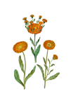 Vintage Floral Marigold Blossoms