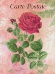 Vintage Floral Rose Illustration
