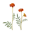 Vintage Floral Marigold Illustration